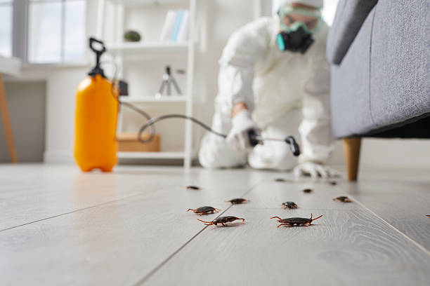 Affordable Termite Control solutions in St. John, MO